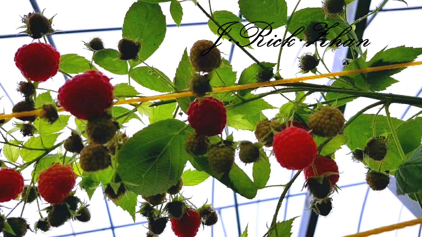 红莓图片大全-红莓高清图片下载-觅知网