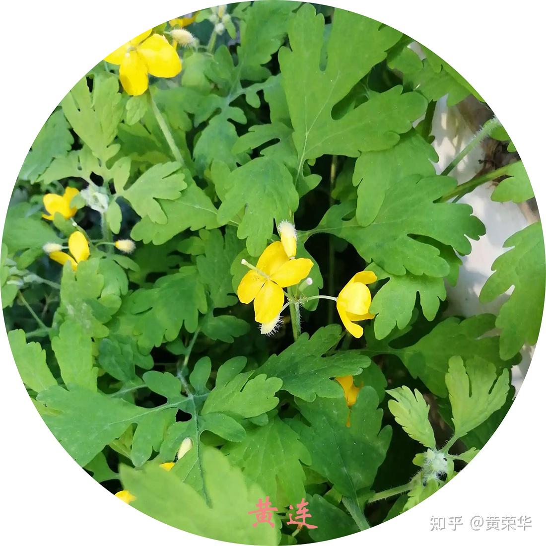 中国传统色:黄连黄 - 知乎