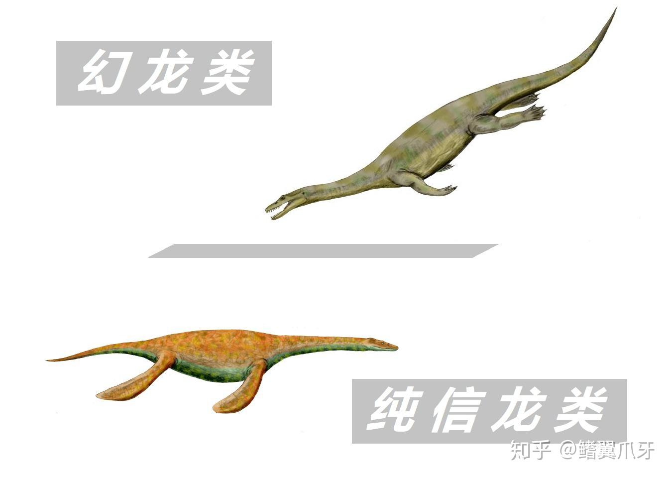 本期会涉及的成员:上龙科(非海猎龙类):海洋龙属(thalassiodracon)