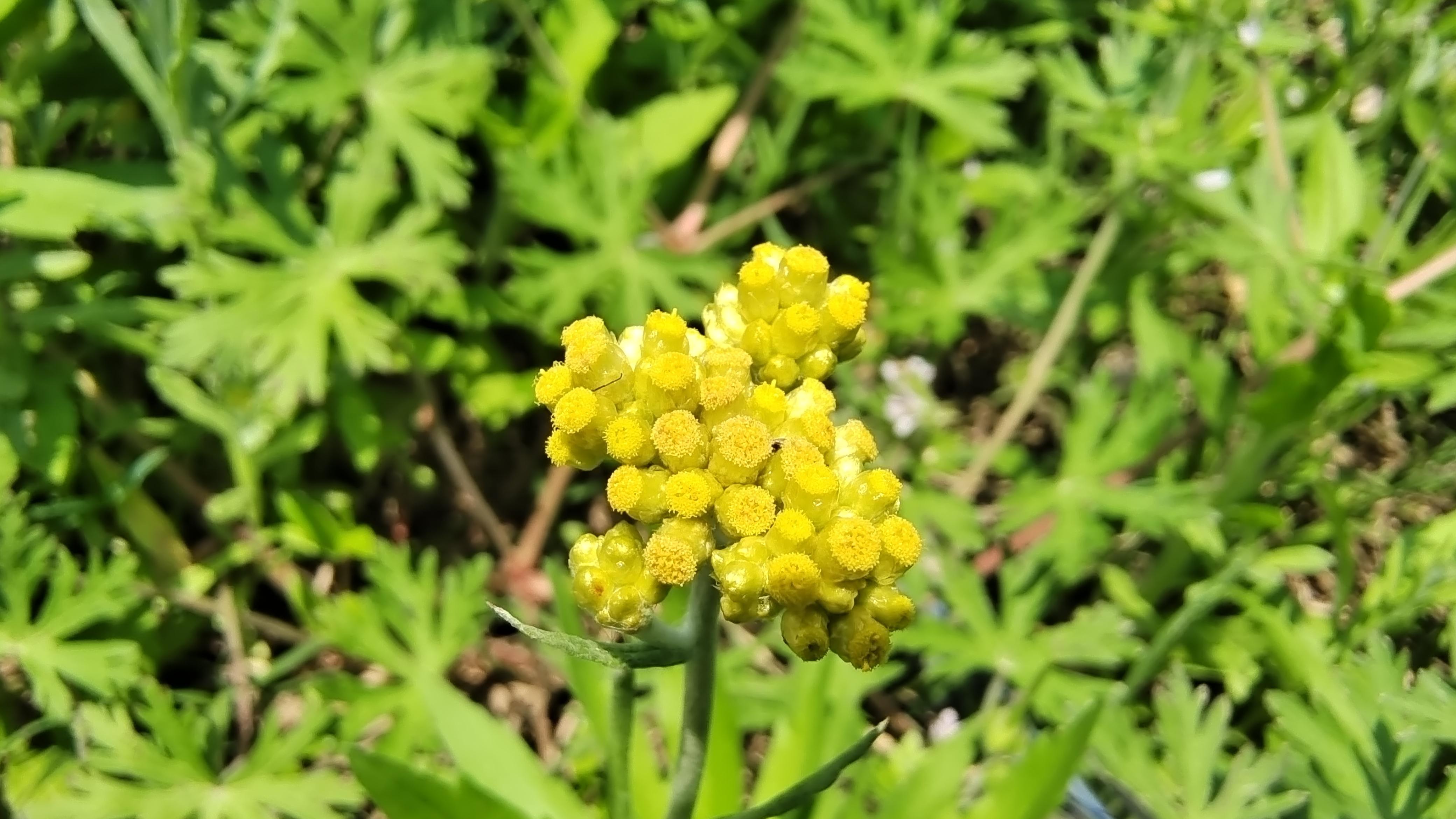 美丽吉安之赏花系列金黄的拟鼠麹草