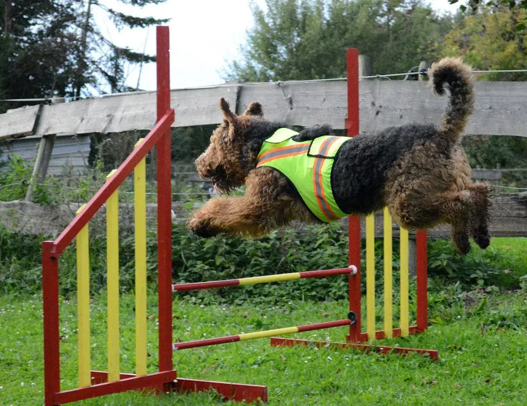 每日一宠万能梗