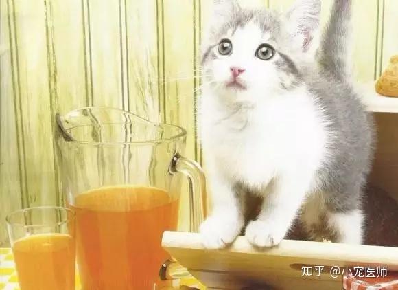 猫咪吃什么容易得糖尿病 v2-11e4ede91c3dfeeaf1d5f316025e88a3_r.jpg