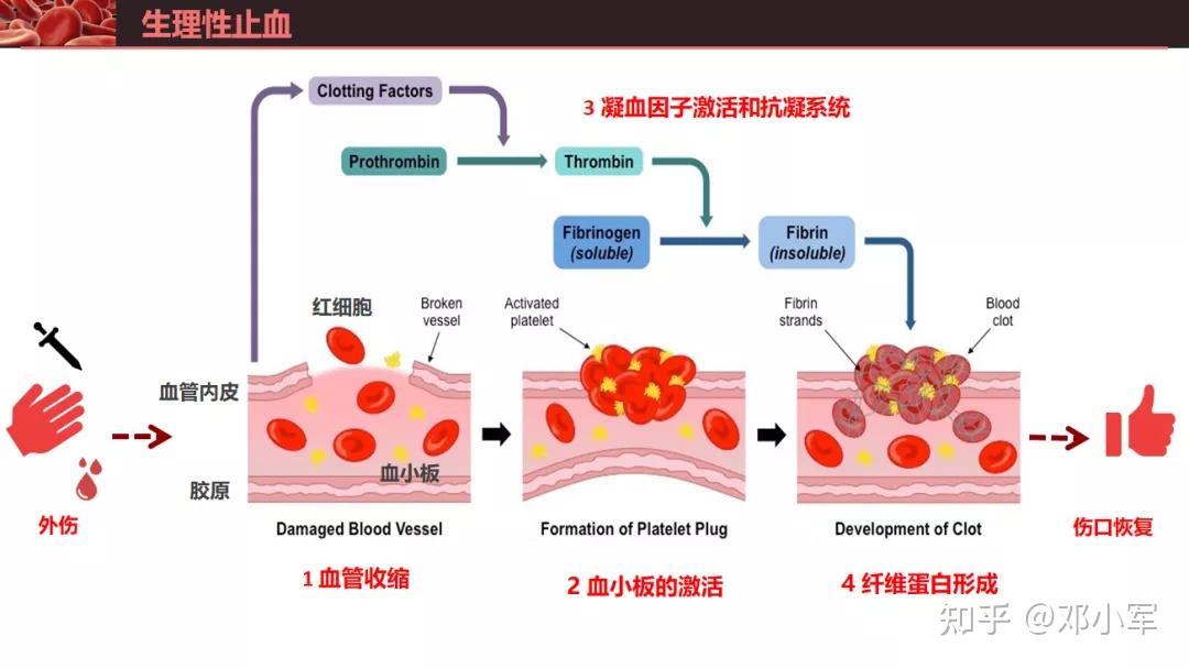 凝血酶生成:记第5次群学术交流 - 知乎