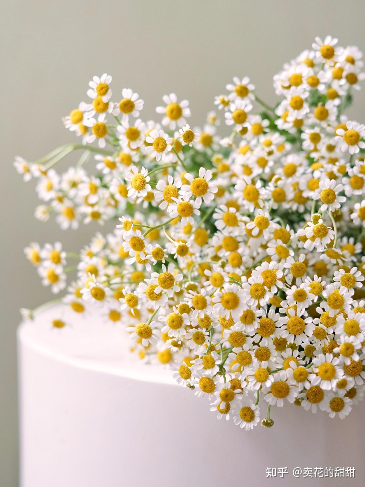 夏花限定,清新治愈洋甘菊|家养指南