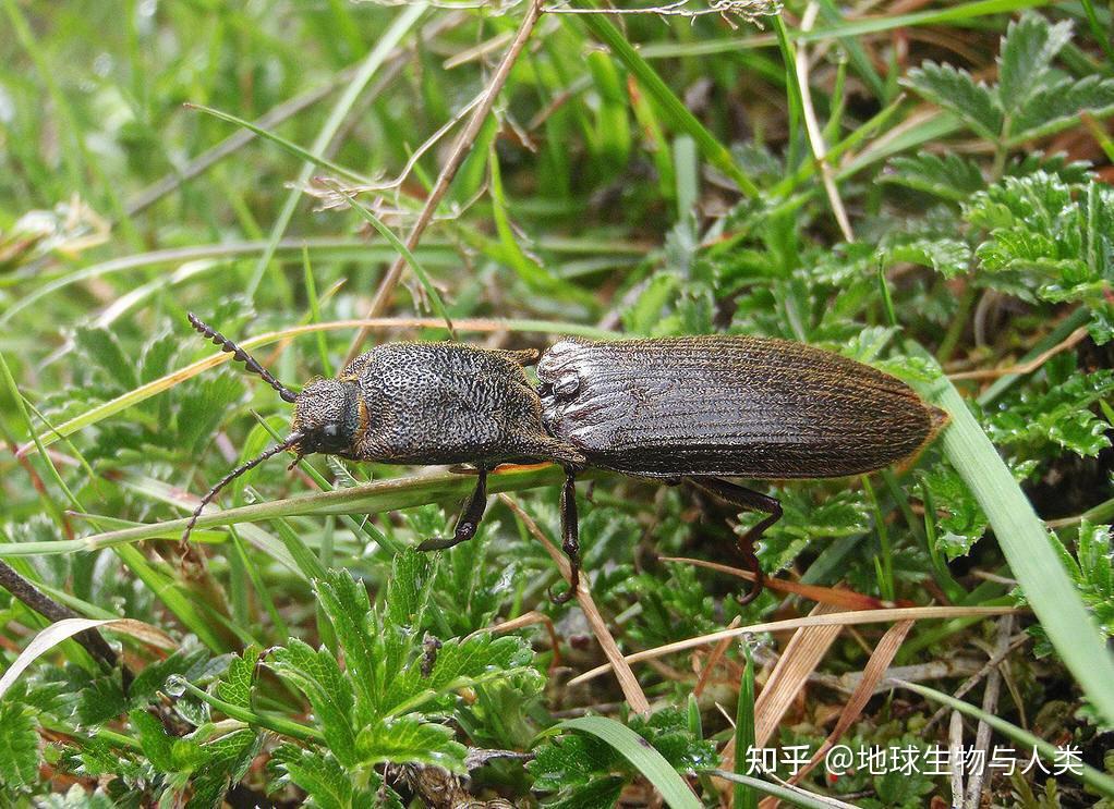 【动物界全系列】叩头虫总科—叩头虫科(上) - 知乎