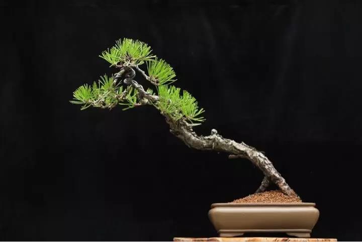 东家匠人@万松草堂的园子里有很多松树盆景,他说朋友来园子里的时候