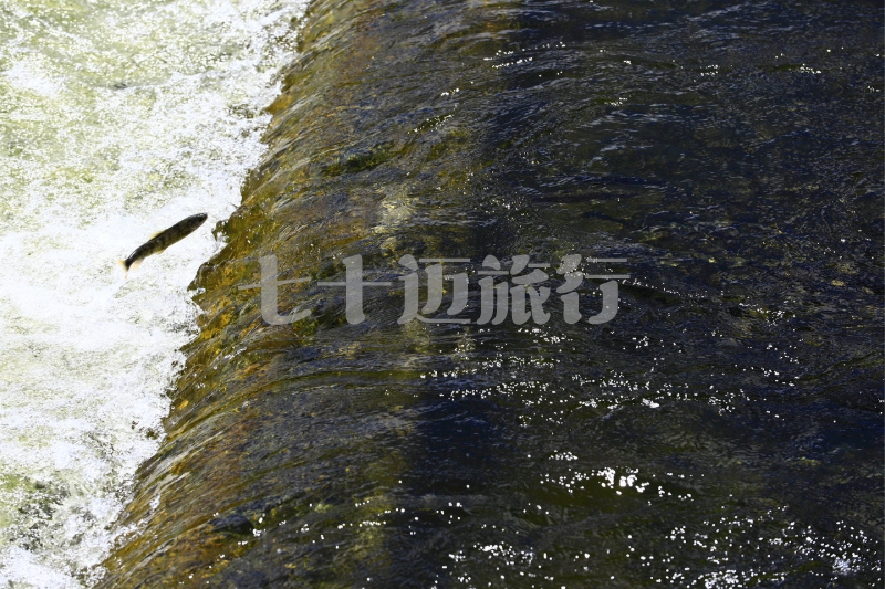 21年最新青海湖小众景点:湟鱼洄游哪里看?青海湖旅游自驾自由行攻略 - 知乎