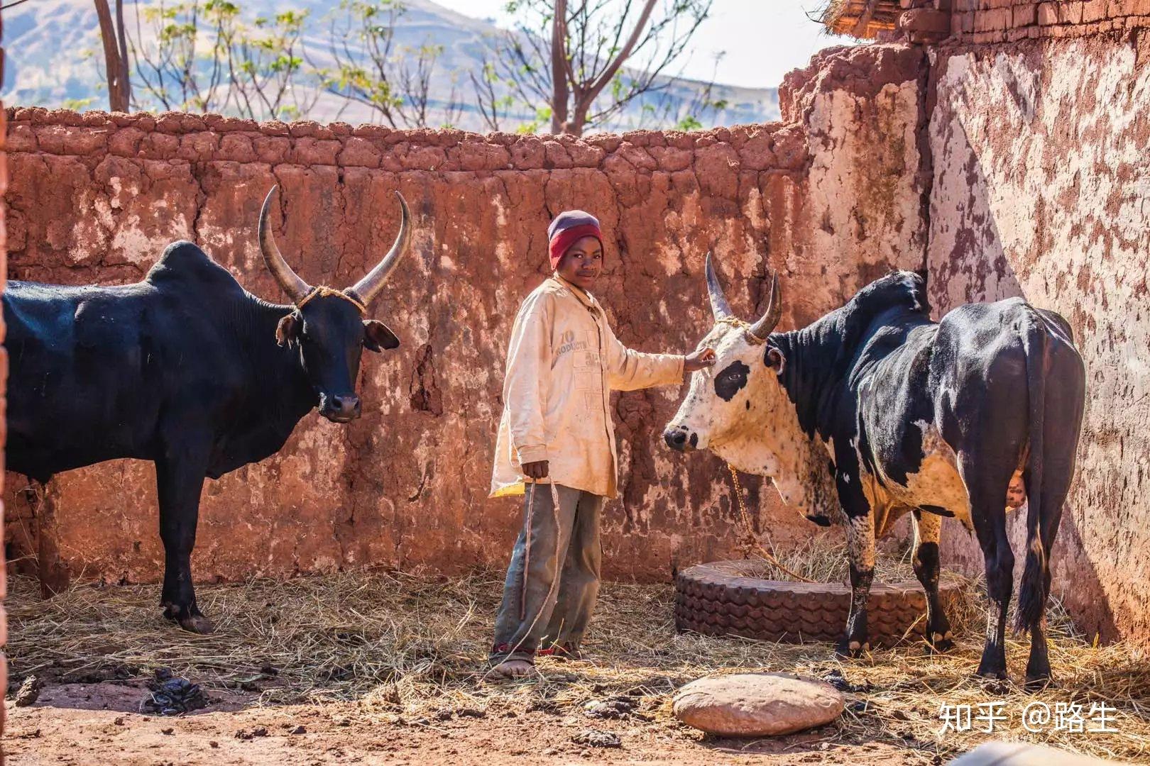 马达加斯加周围分布有科摩罗群岛和塞舌尔群岛,毛里求斯岛和留尼汪岛