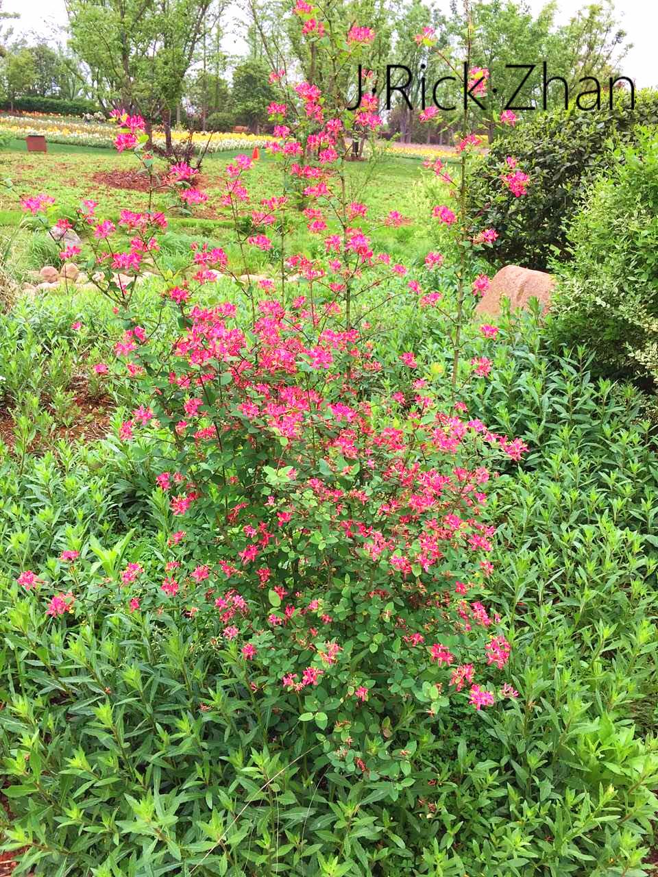 (园林造景)景观植物的应用——灌木之美 - 知乎
