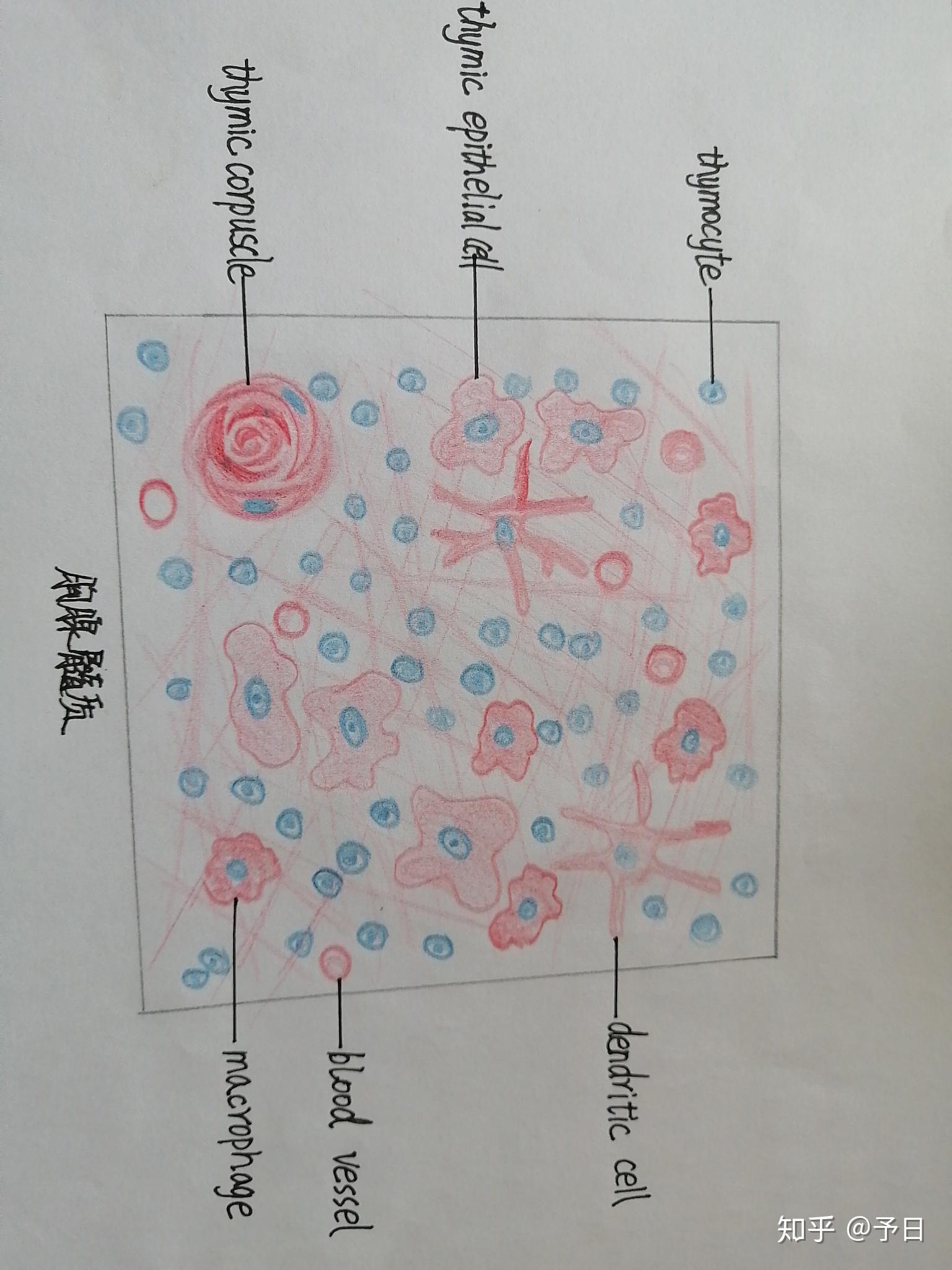 组胚实验考试图图片