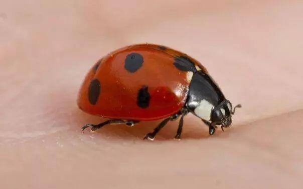 4,黑缘红瓢虫体长5.8~7.2毫米.