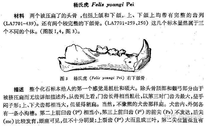 杨氏虎究竟是何方神圣?