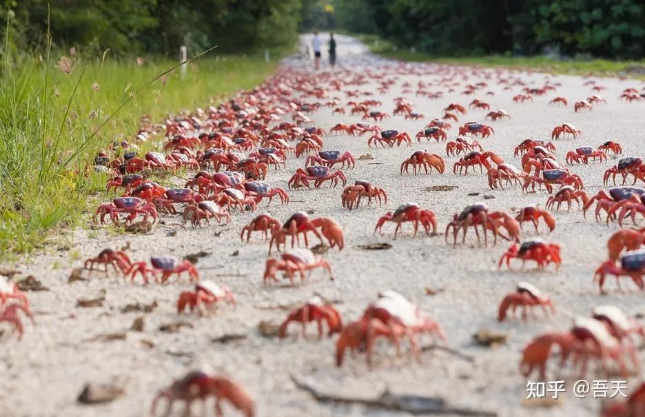 动物有地震预警的"特异能力"?