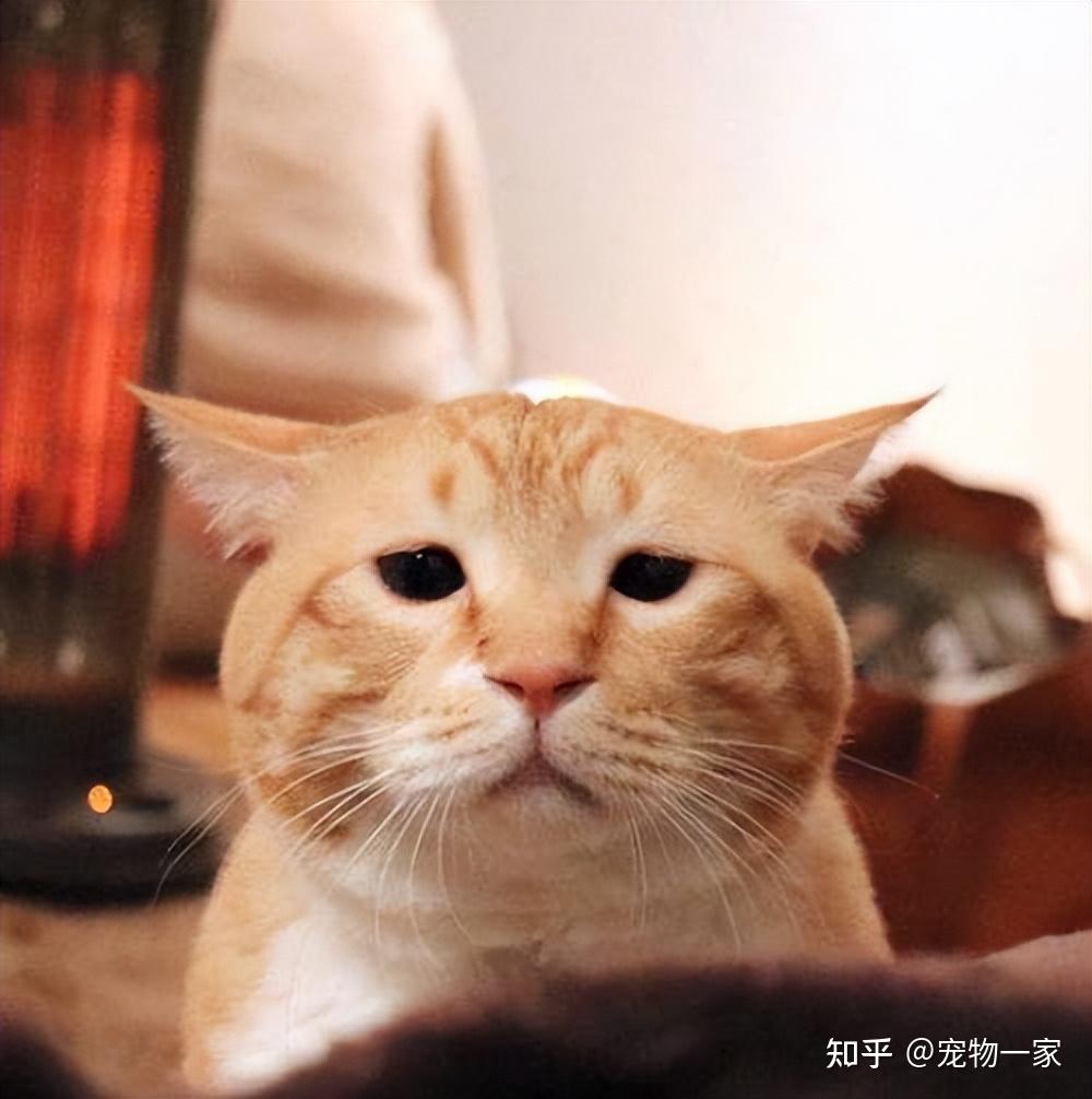 忧郁的猫咪头像图片图片