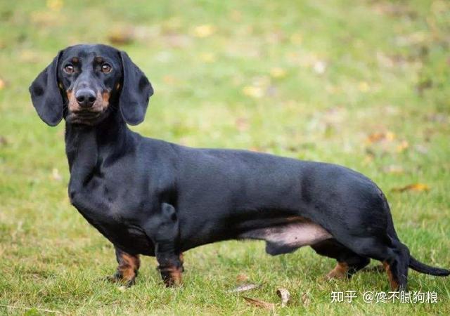 top5:腊肠犬