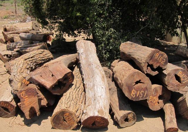 弼荼红木国标二十九种红木产量稀少的亚马逊黄檀