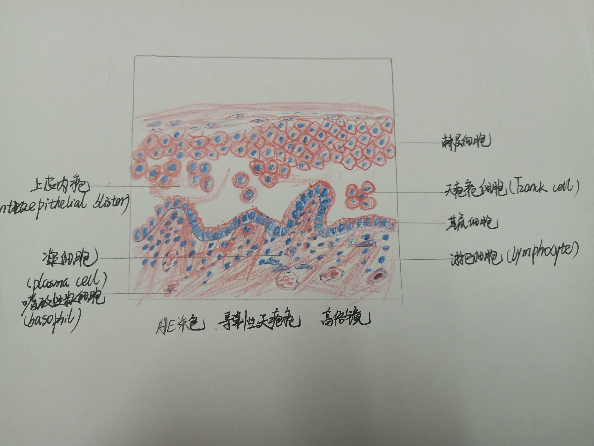 口腔组织病理学红蓝铅笔绘图 