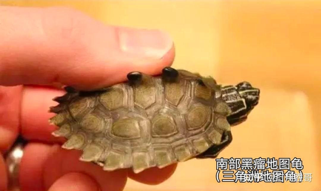 地图龟是龟界的哈士奇,也是适合新手饲养的观赏龟,地图龟有13种 - 知乎