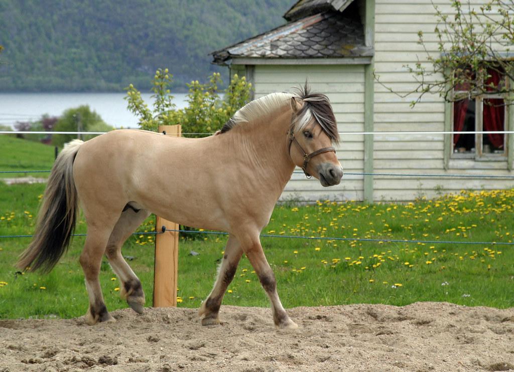 峽灣馬挪威國寶級畜種:峽灣馬-挪威語 fjord hest馬克思主義 → 馬