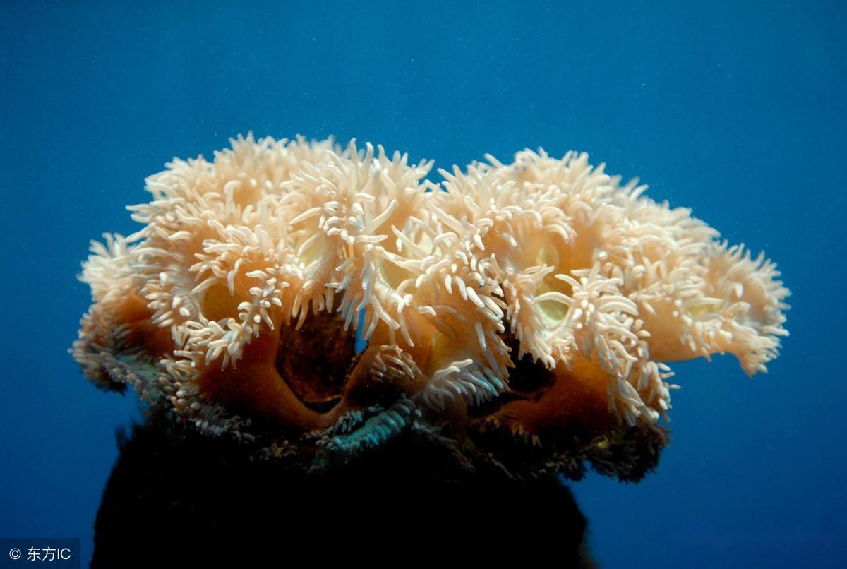 通过各种现代科技表现手法,惟妙惟肖地再现了海洋中的珊瑚生态系统