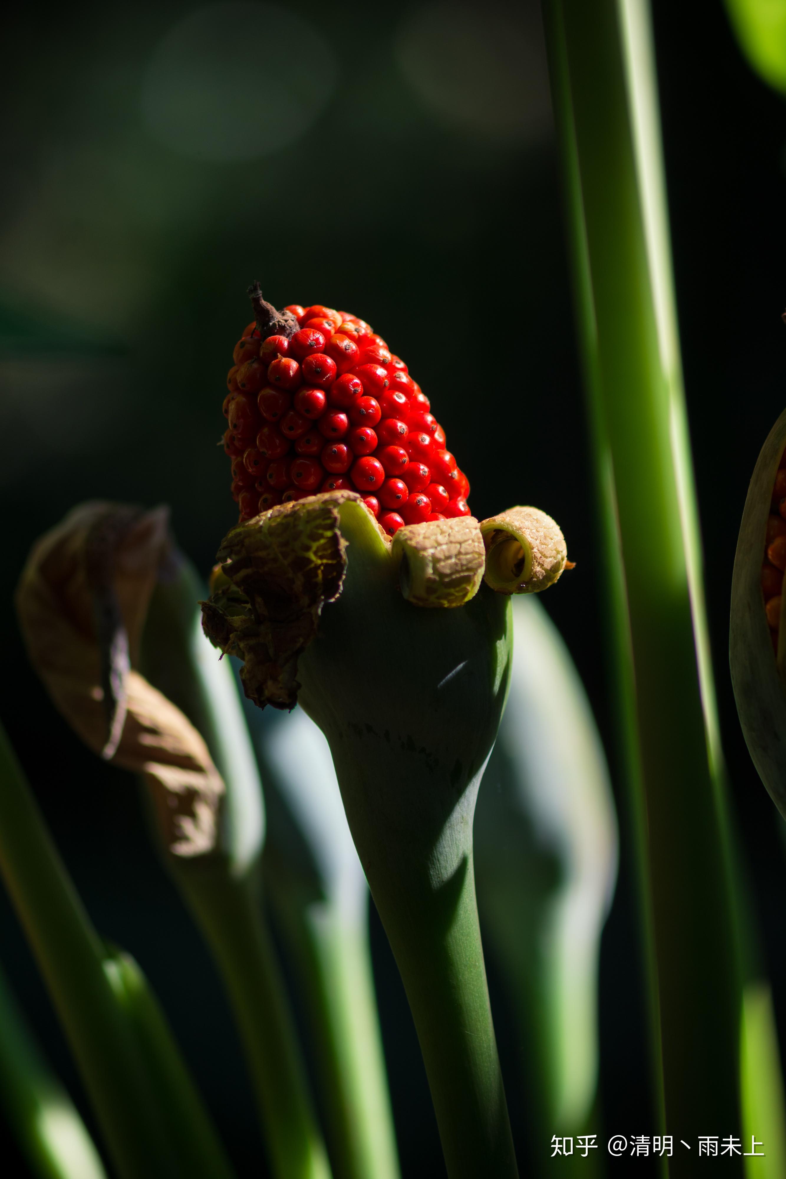 植物园之行(第十一季)——海芋