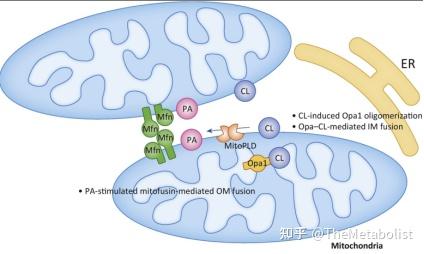 Nature Cell Biology:脂肪动起来,线粒体重生 - 知乎
