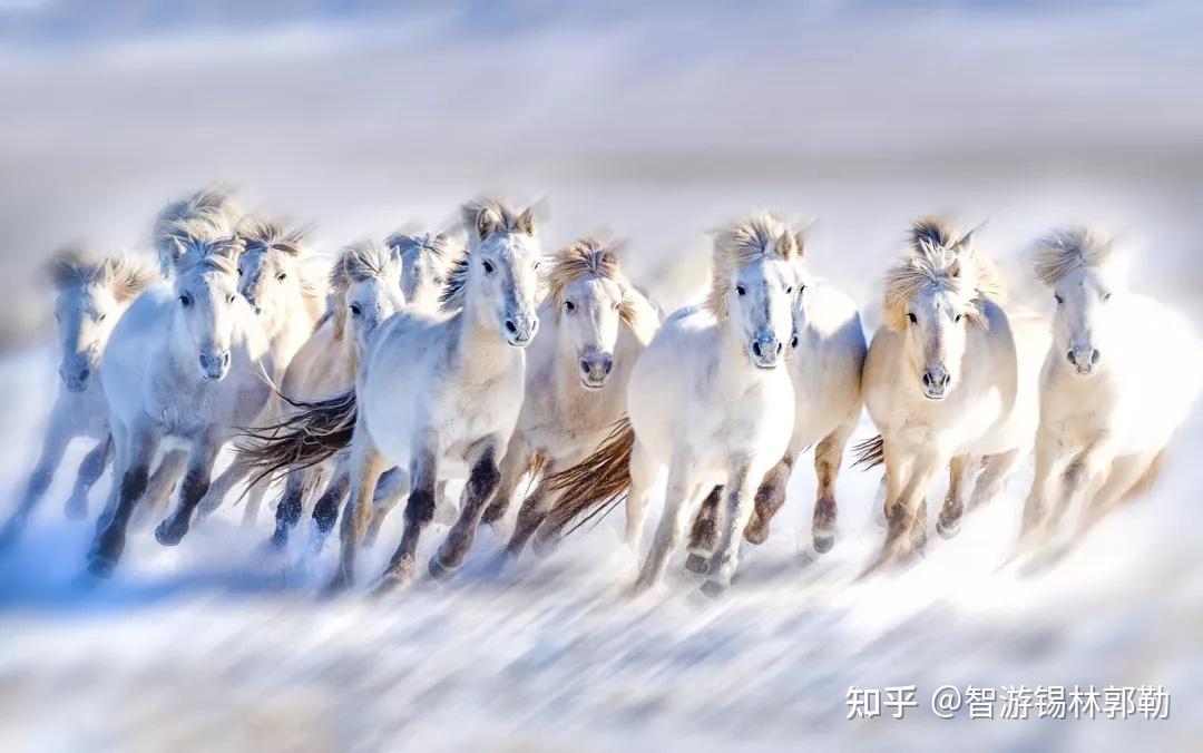 乌珠穆沁白马图片