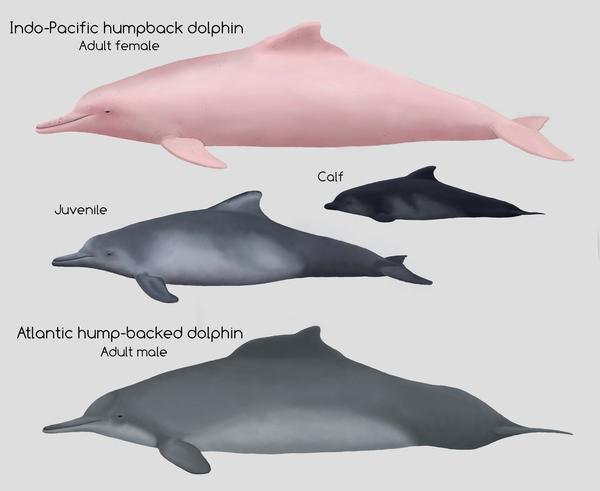 现生水生哺乳动物拉丁文英文中文对照名录③①齿鲸亚目海豚科