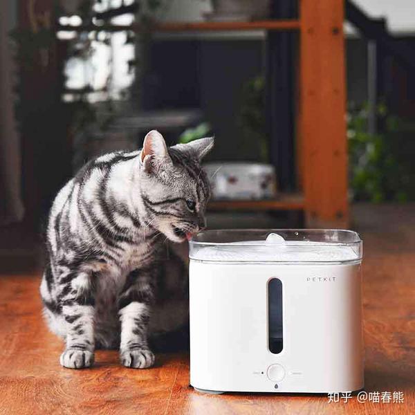 小猫突然便血怎么办 知乎