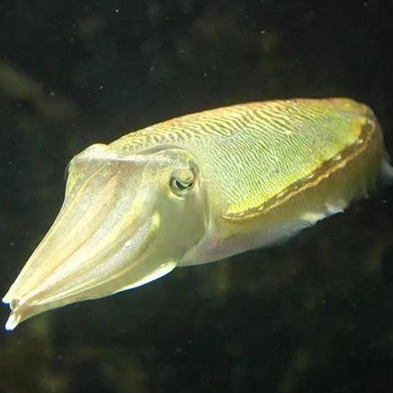Tintenfisch