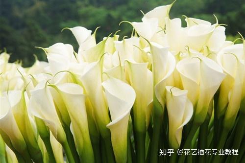 值得收藏 0种花卉的花语汇总 知乎 值得收藏 0种花卉的花语汇总 知乎