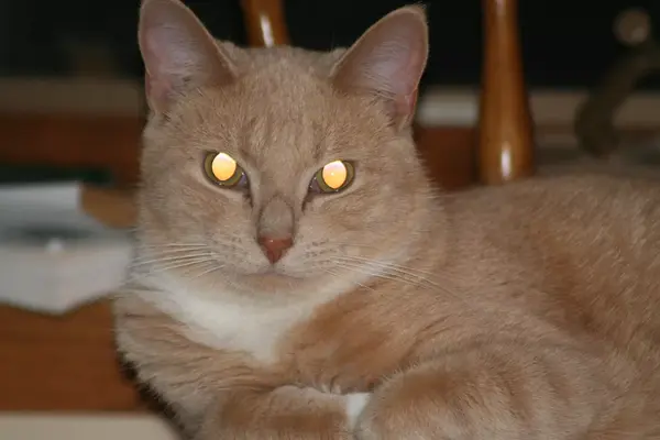 明毯发挥作用下的猫咪眼睛图自:singne dean