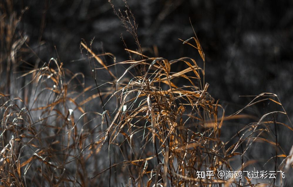 老柘叶黄如嫩树,寒樱枝白是狂花。 出自唐代白居易的《早冬》 解释:老柘树叶子是黄色的,犹如一棵娇嫩的小树。寒樱不依时序,开出枝枝白花。
