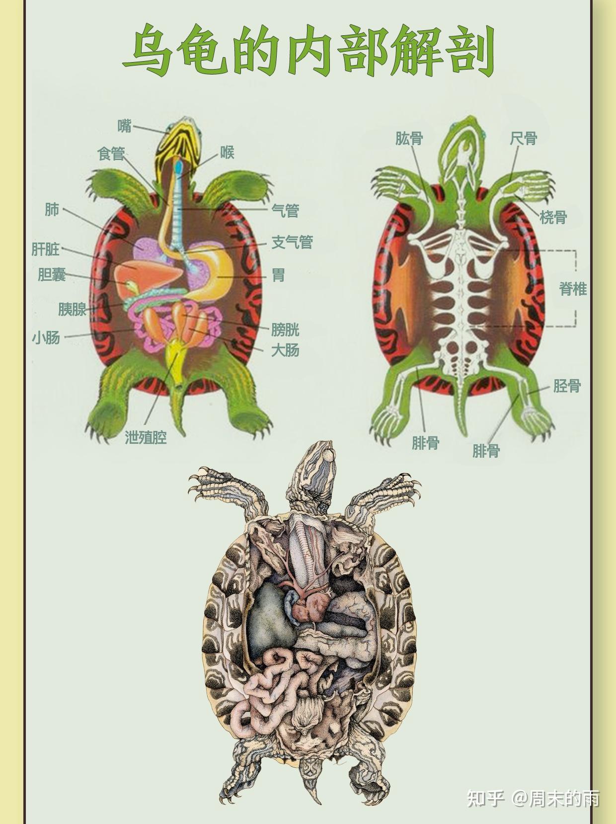 30种可爱的龟龟图鉴大赏，你也养一只吧~ - 知乎