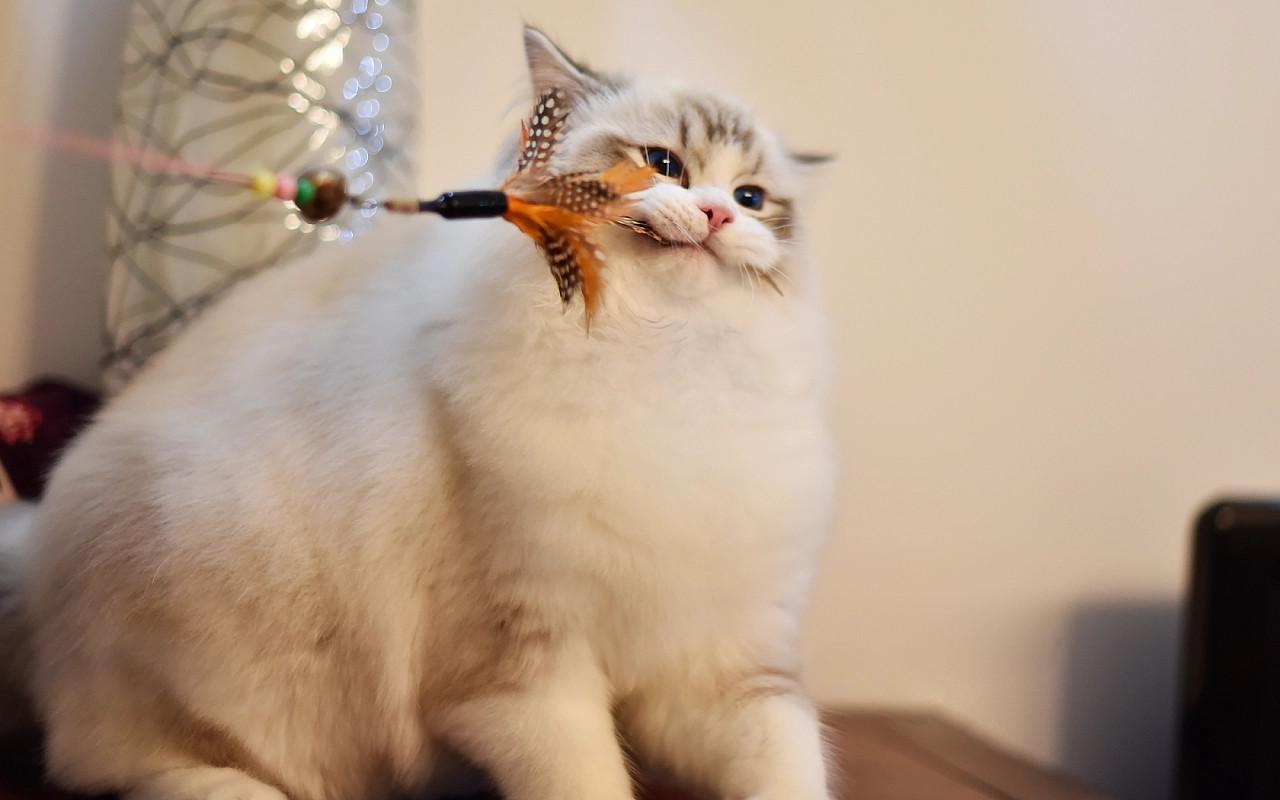 想开猫舍,怎么选种猫 - 知乎