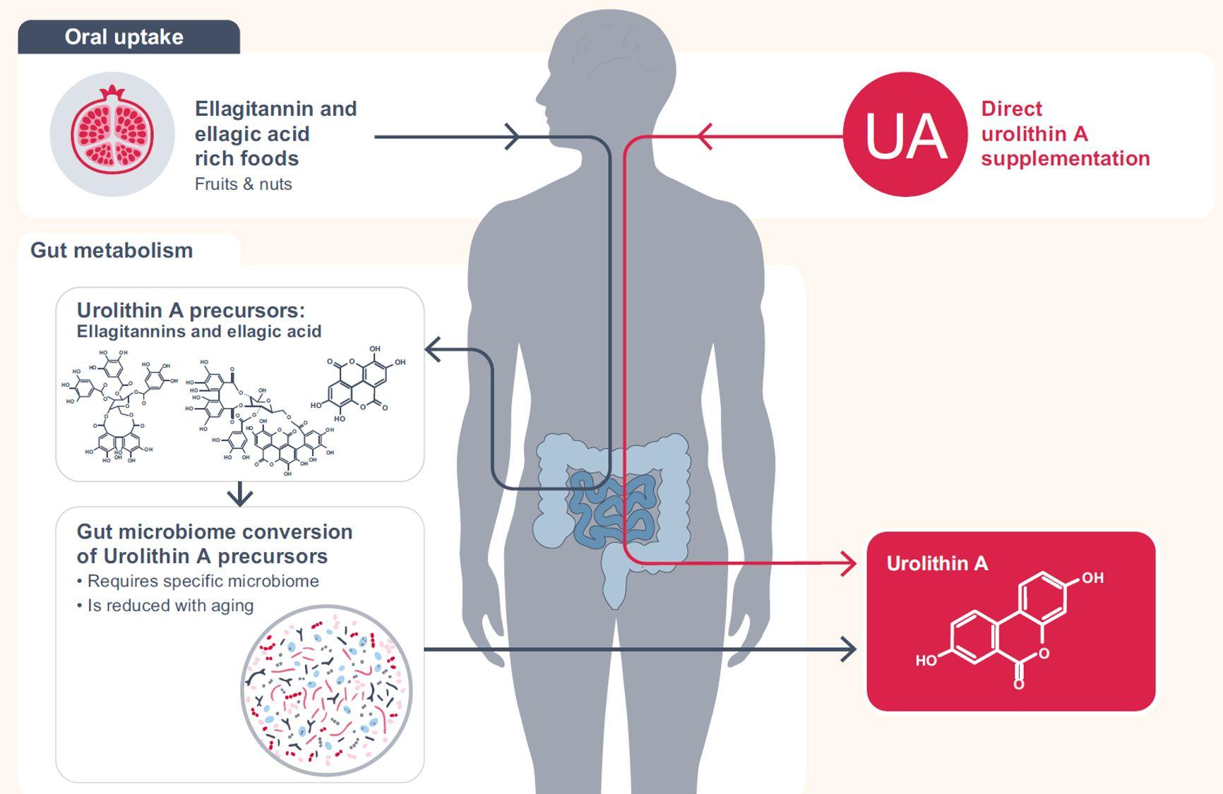 首富马斯克之母向衰老宣战甄选补剂尿石素a成抗衰物质新贵