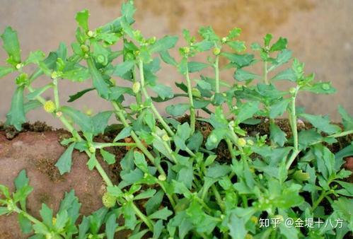 鹅不食草治疗鼻炎的四个有效偏方 - 知乎