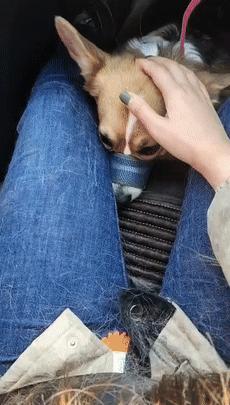 古惑仔之狗定胜天哈士奇你以为我叼你啊出来单挑啊