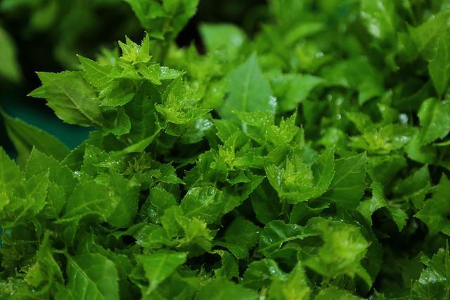 打造恩平簕菜国家地理标志品牌恩平第五届簕菜美食文化节今日启动