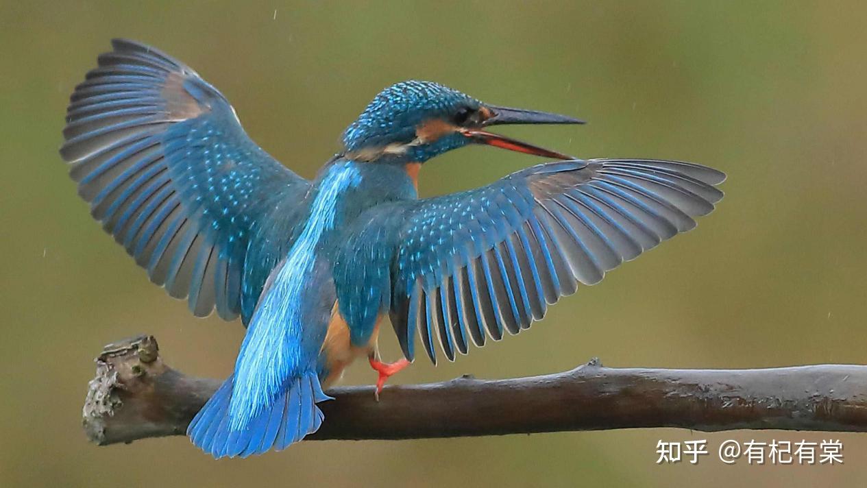 点翠就是把翠鸟的羽毛剪成不同形状,填在金属丝框内.