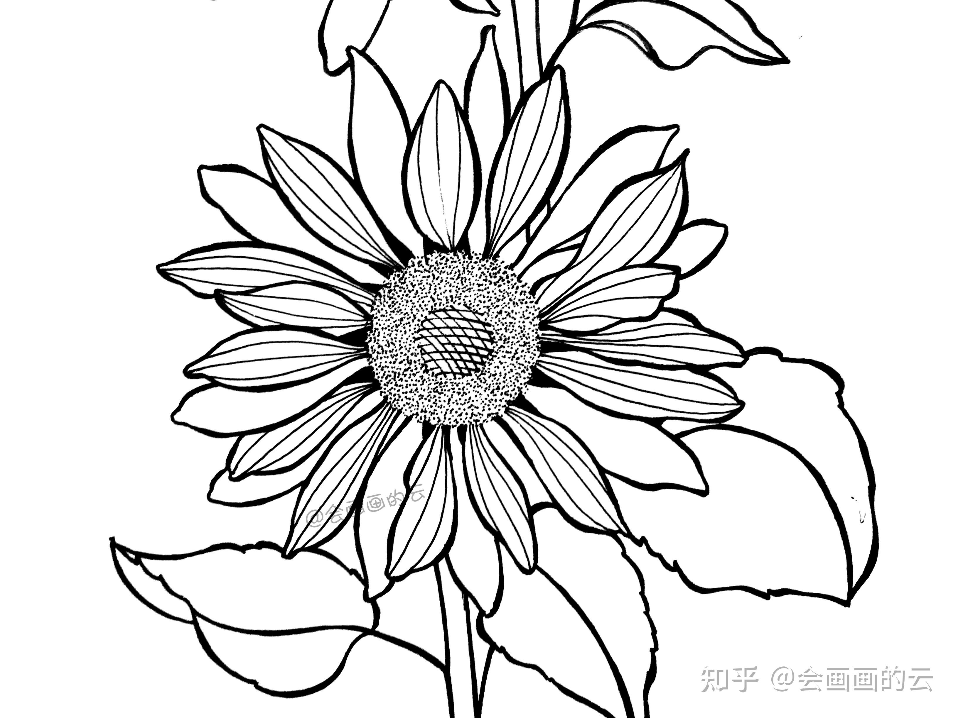 教你如何用一支笔画线描花卉