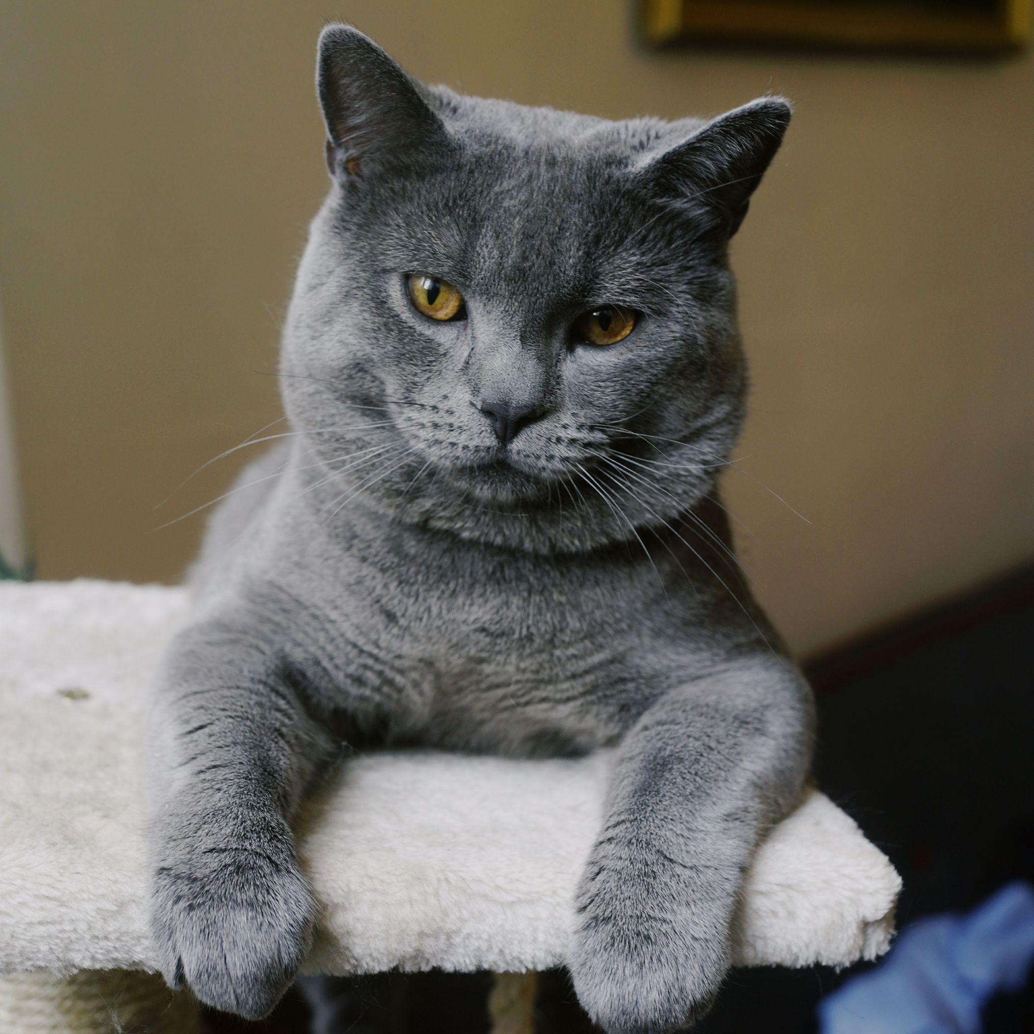 英短俄罗斯蓝猫和沙特尔猫这三种猫的区别在哪里