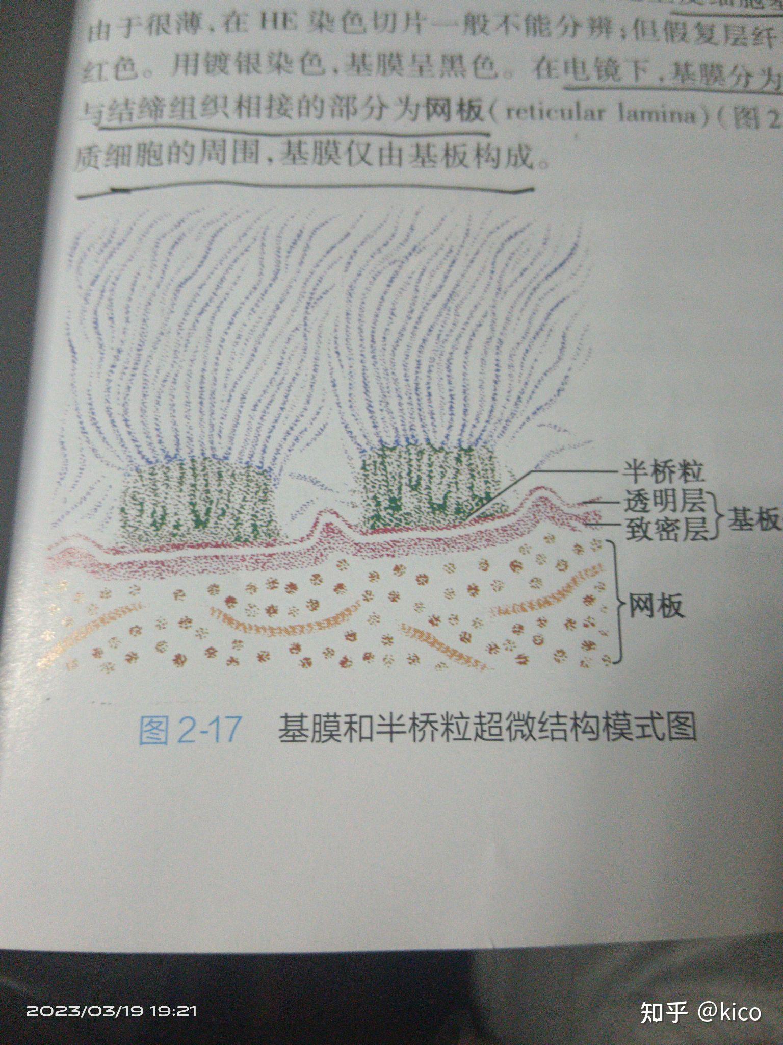 上皮细胞连接图片