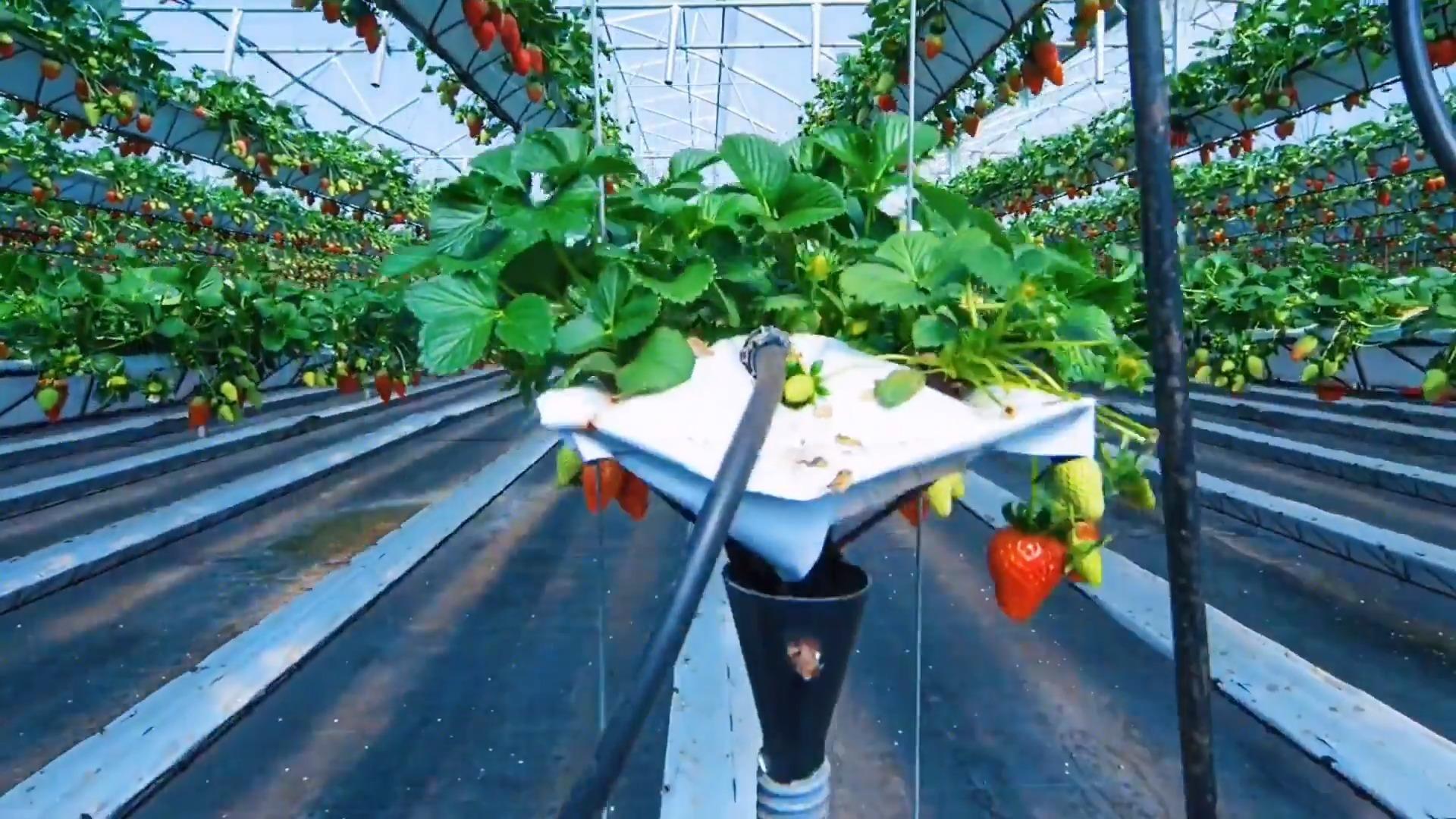 堪比科幻大片的草莓采摘机器人是如何工作的?