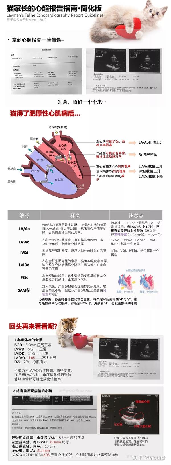 七分之一的猫患有此病 不要待将死之时才醒觉 猫hcm全指南 上 知乎