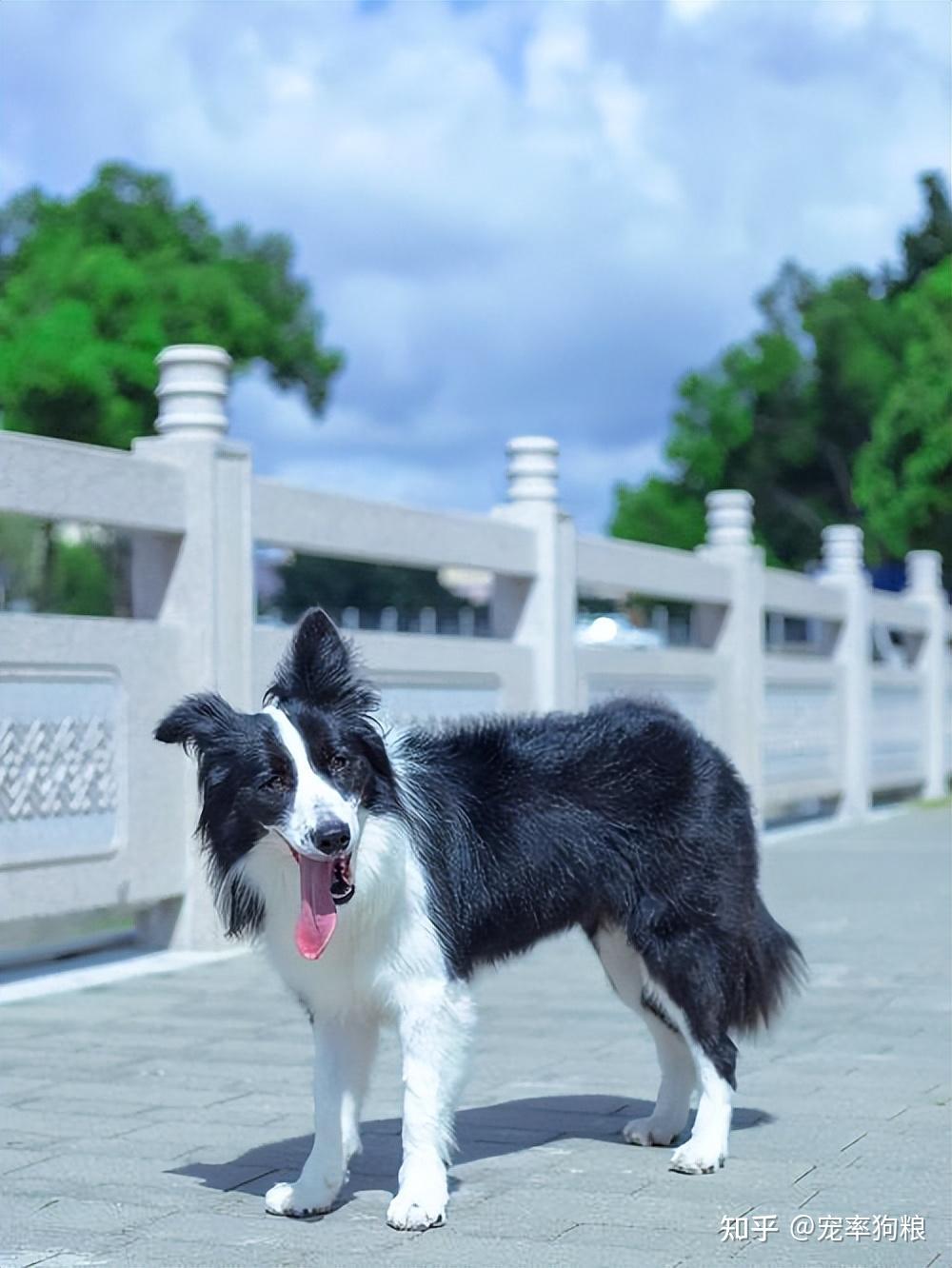 体味最小最干净的犬图片