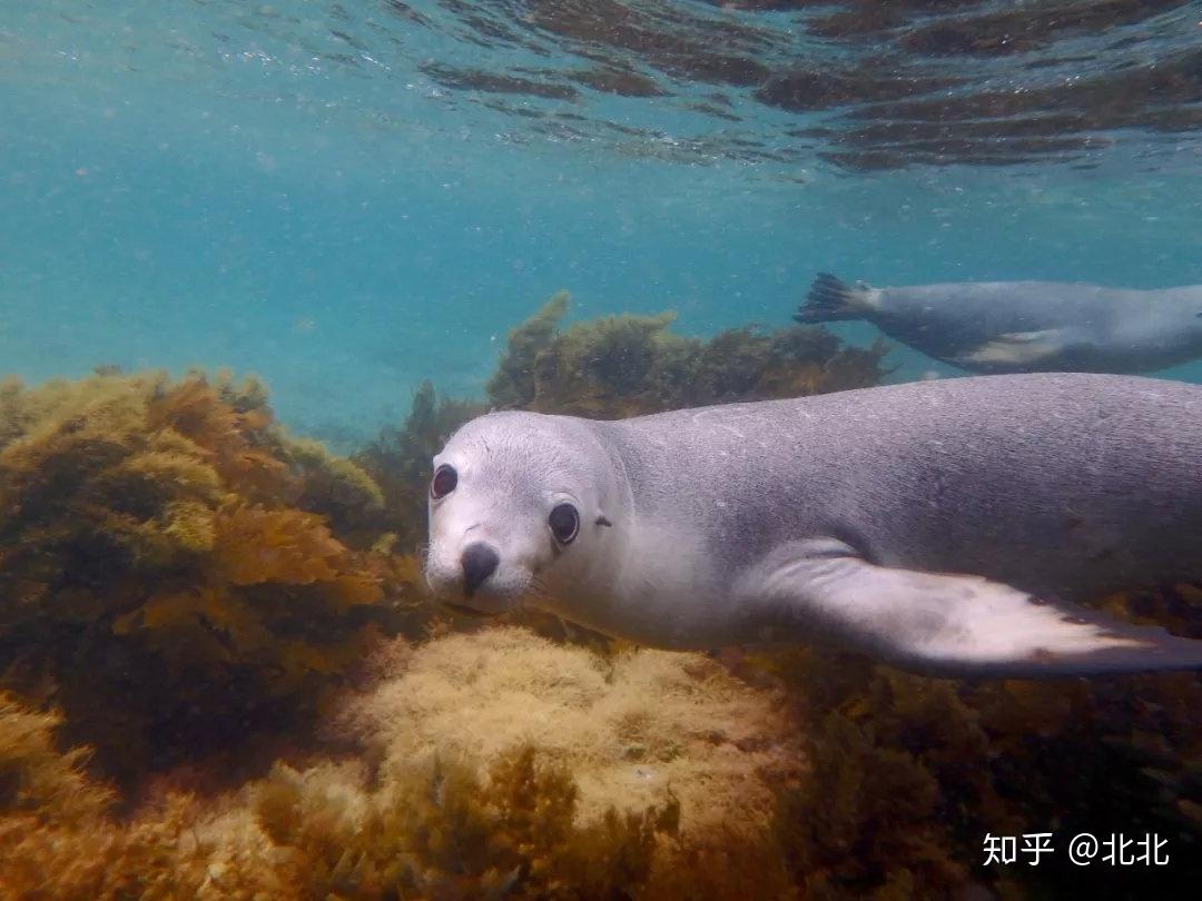 australiansealions澳洲海狮简介