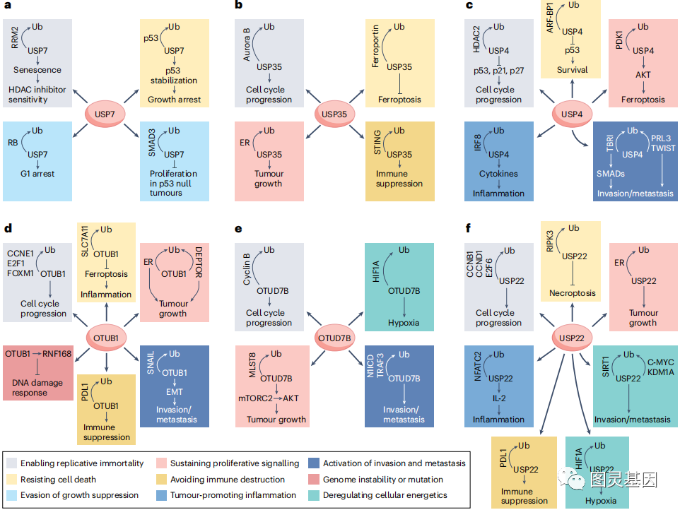 natrev澳科學院院士去泛素化酶在腫瘤中的作用