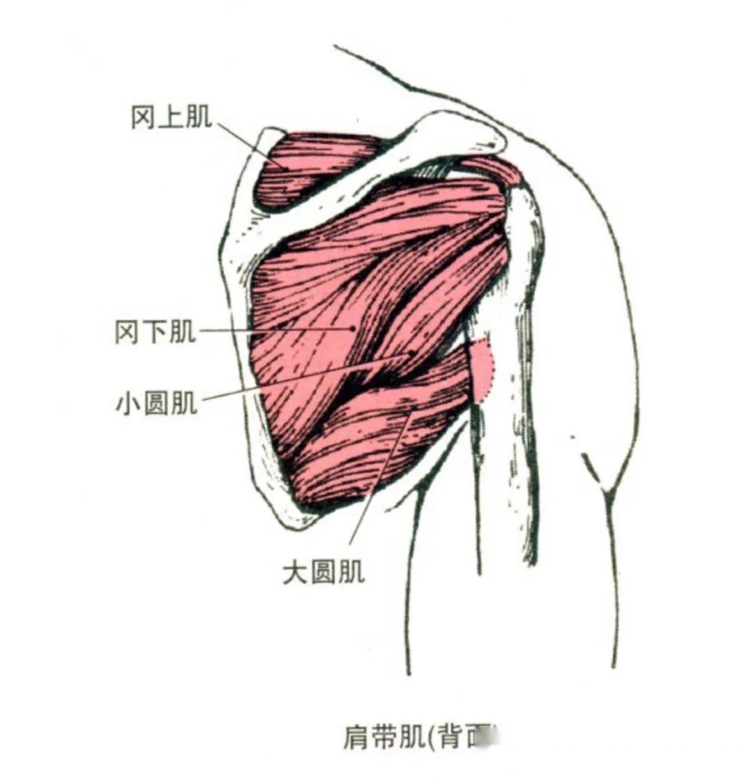 背部抗阻訓練