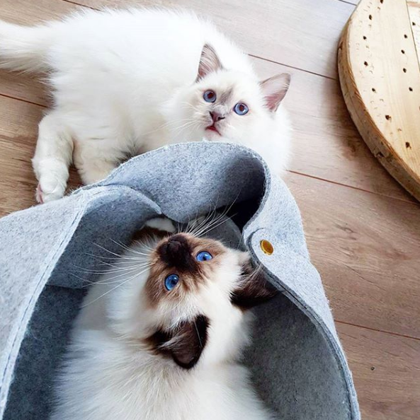 吸猫大会:伯曼猫toulouse & berlioz - 知乎